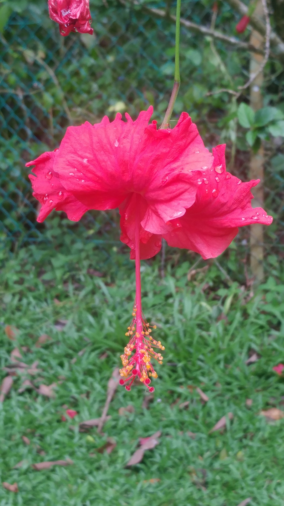 Kota Kinabalu