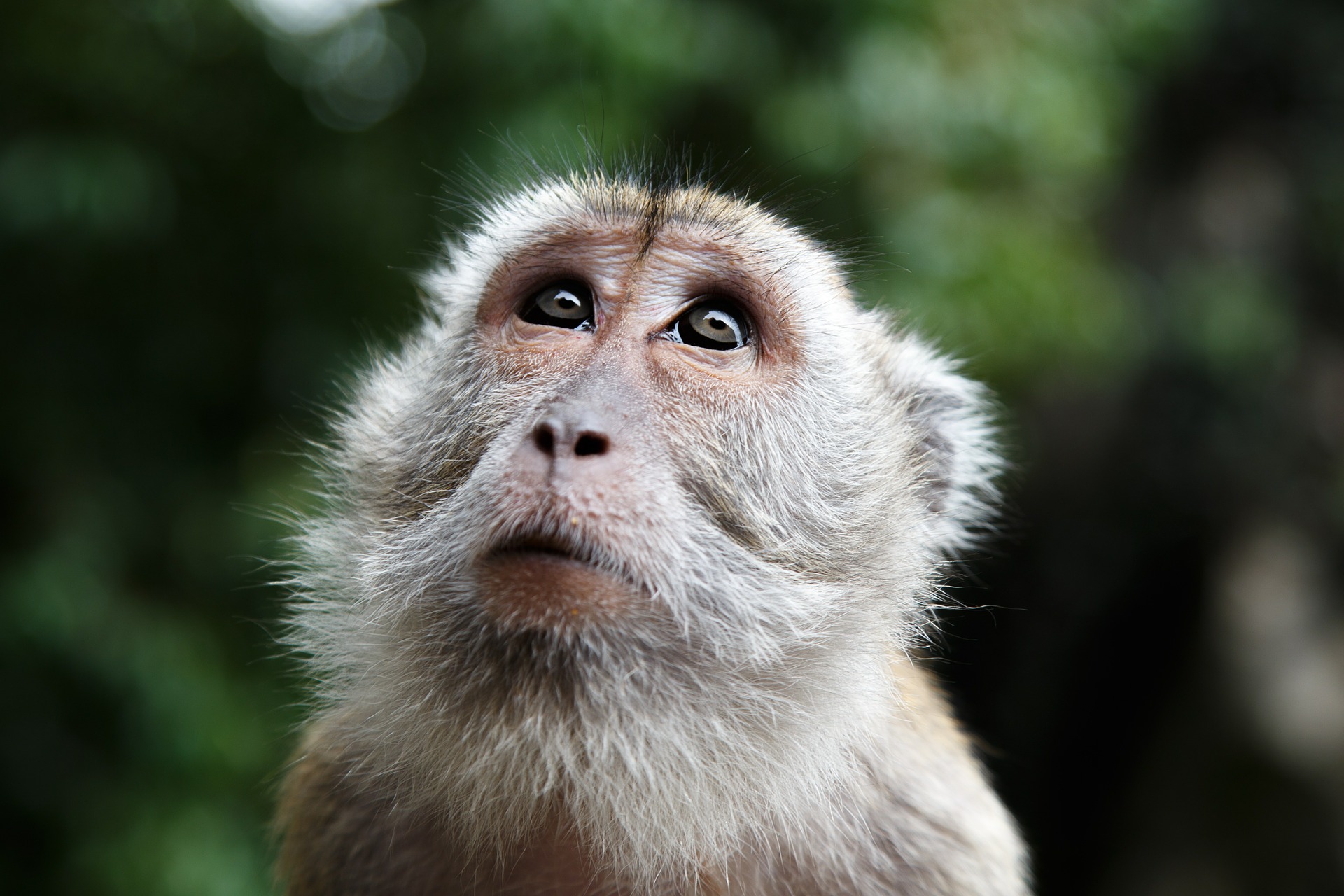 Borneo wildlife