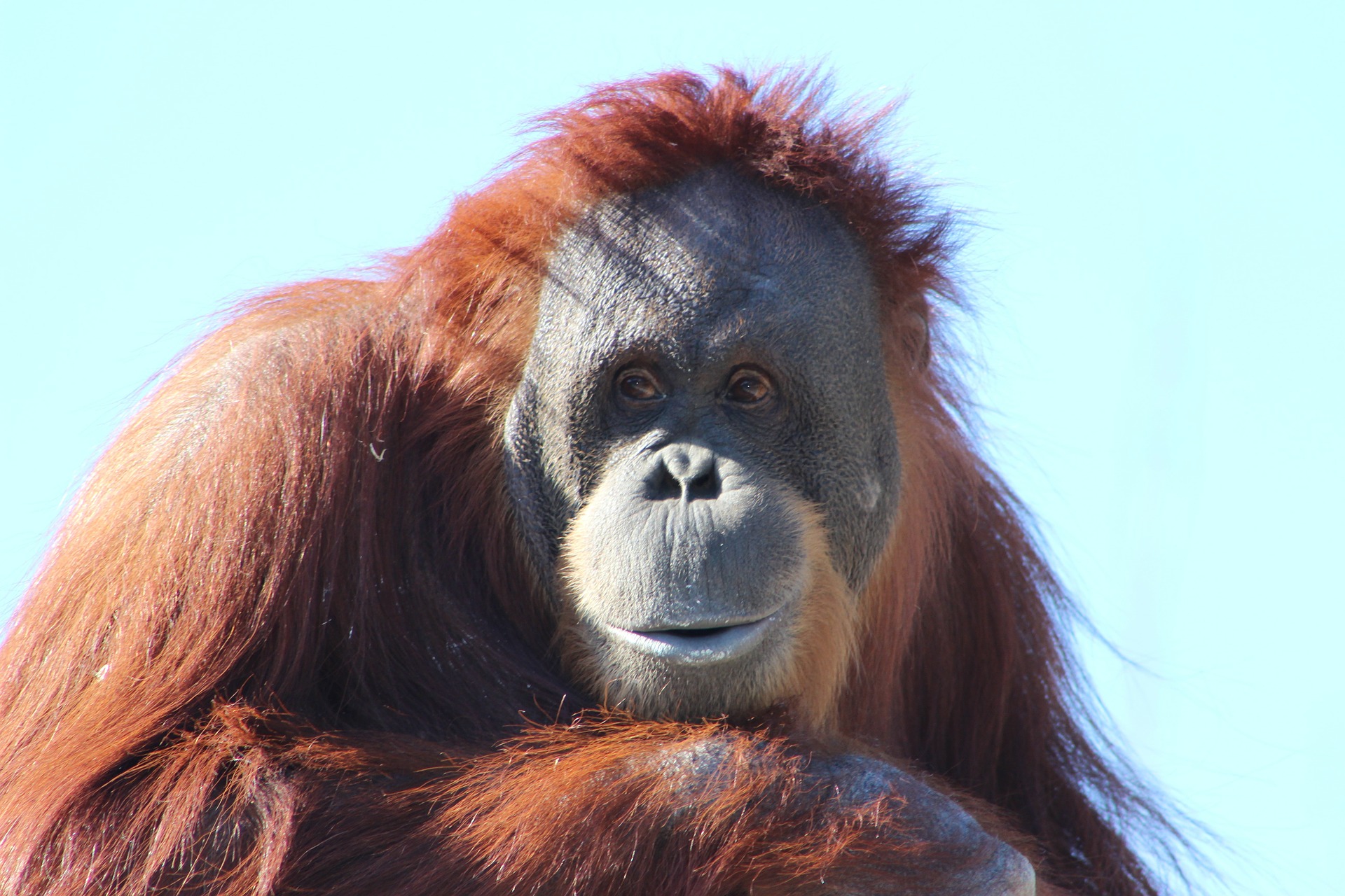 Sepilok Orangutan